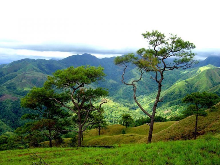 Mindoro Pines – Sablayan